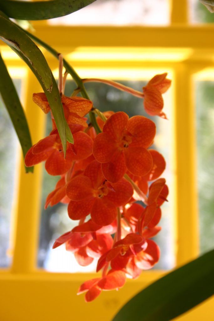 orchid festival Archives House